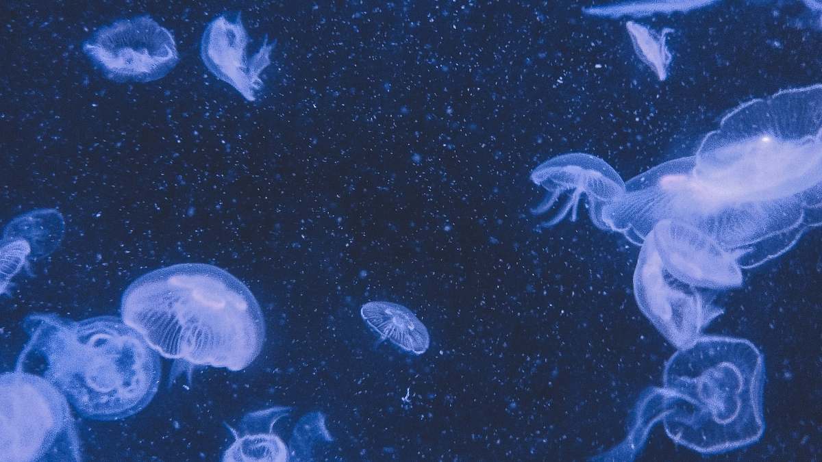 jellyfish jellyfish close-up photography sea life