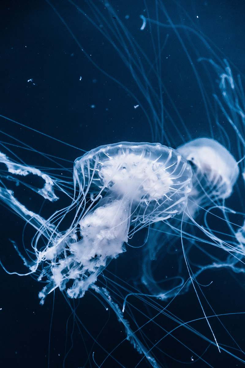 jellyfish jellyfishes underwater invertebrate