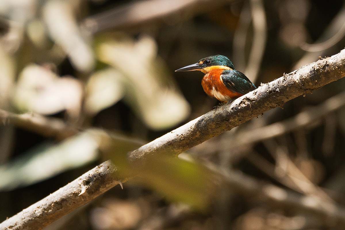 bird kingfisher bird on branch bee eater