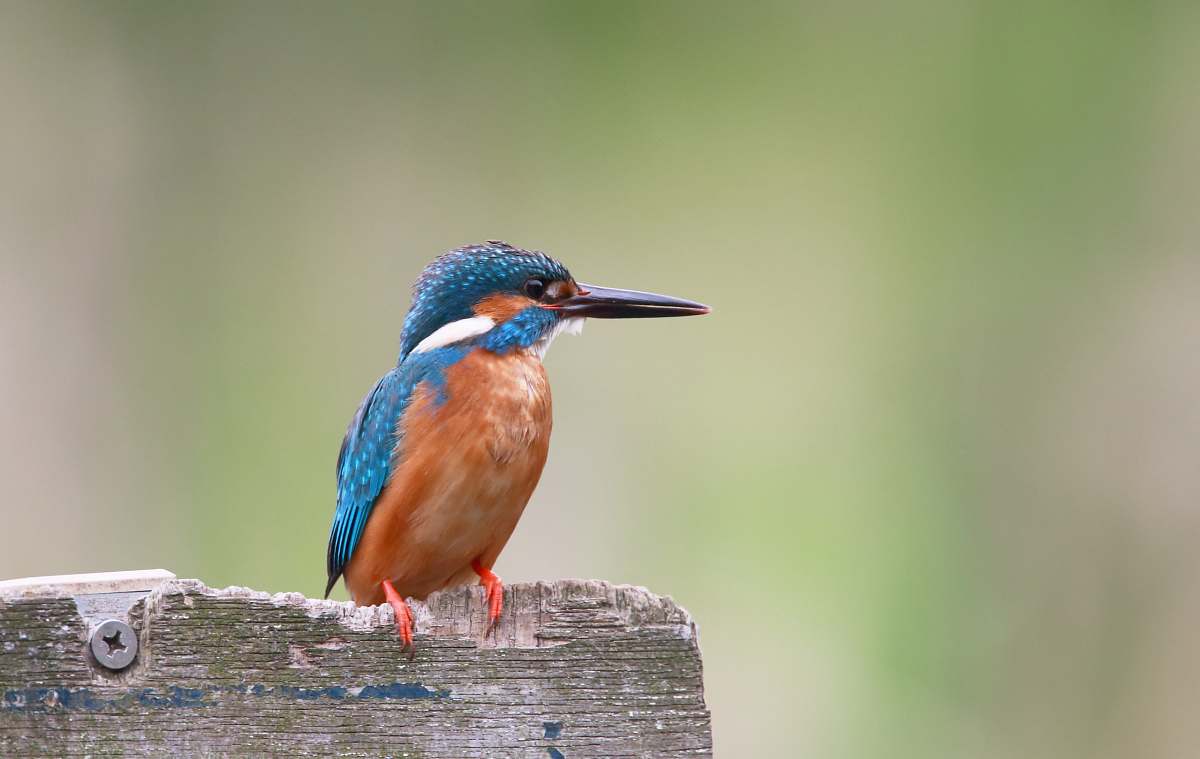 bird Kingfisher on brown wooden panel bee eater
