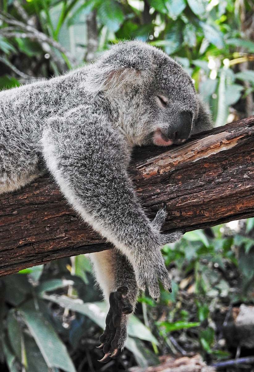 koala koala bear sleeping on tree australia