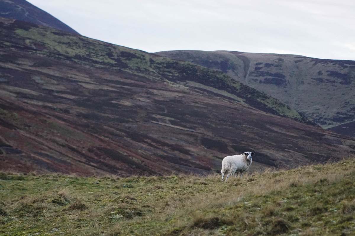 sheep lamp on grass field mammal