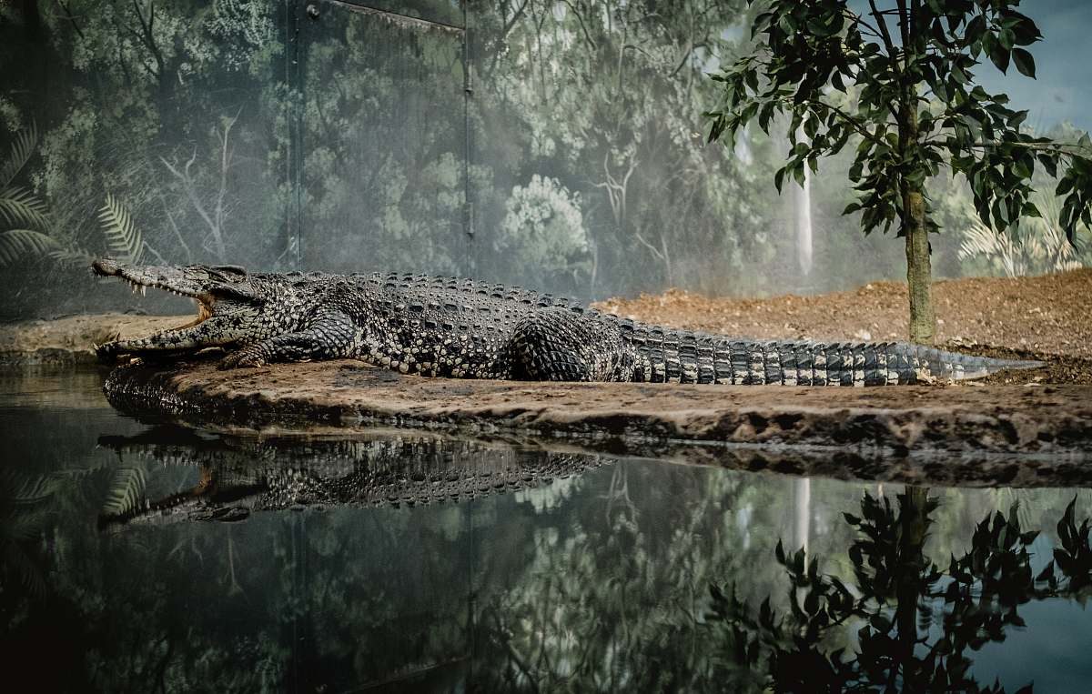 reptile landscape photography of lake surrounded by green leafed trees crocodile
