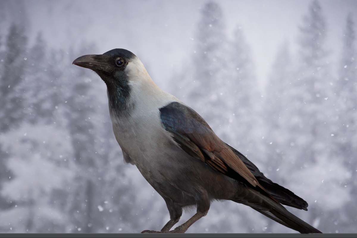 bird large-beaked brown, white, and black bird crow