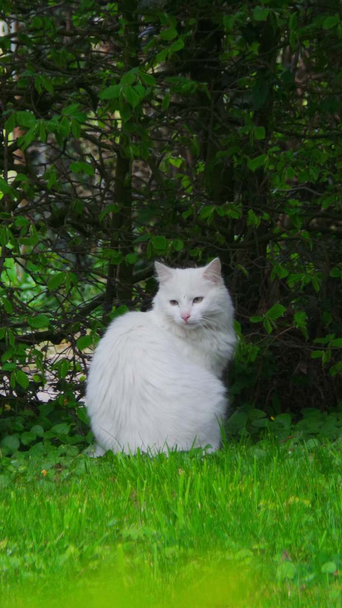 mammal large white cat by grass leafed plant during daytime cat