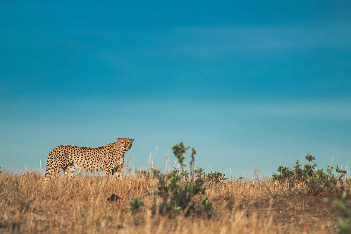 cheetah leopard animal mammal