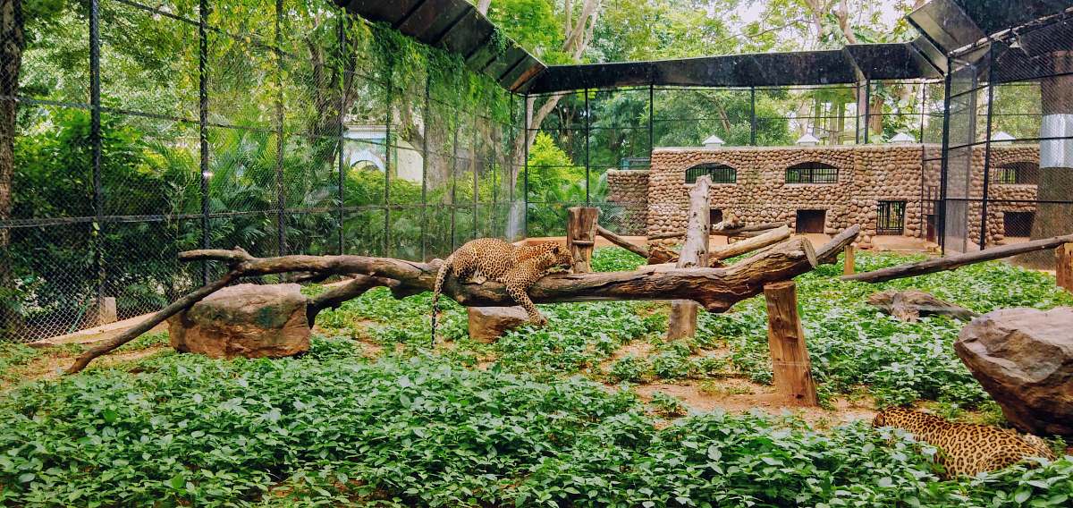 zoo leopard on tree branch mammal