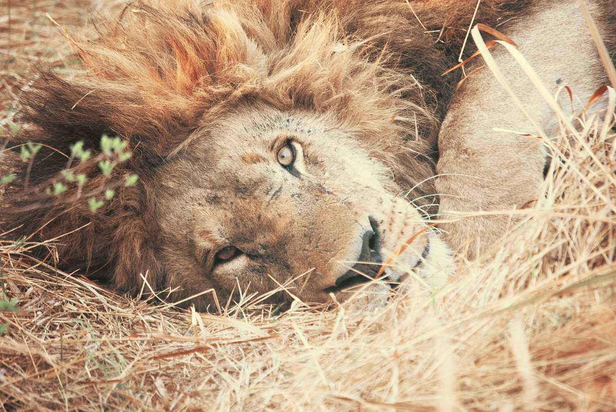 wildlife lion laying on brown grass lion