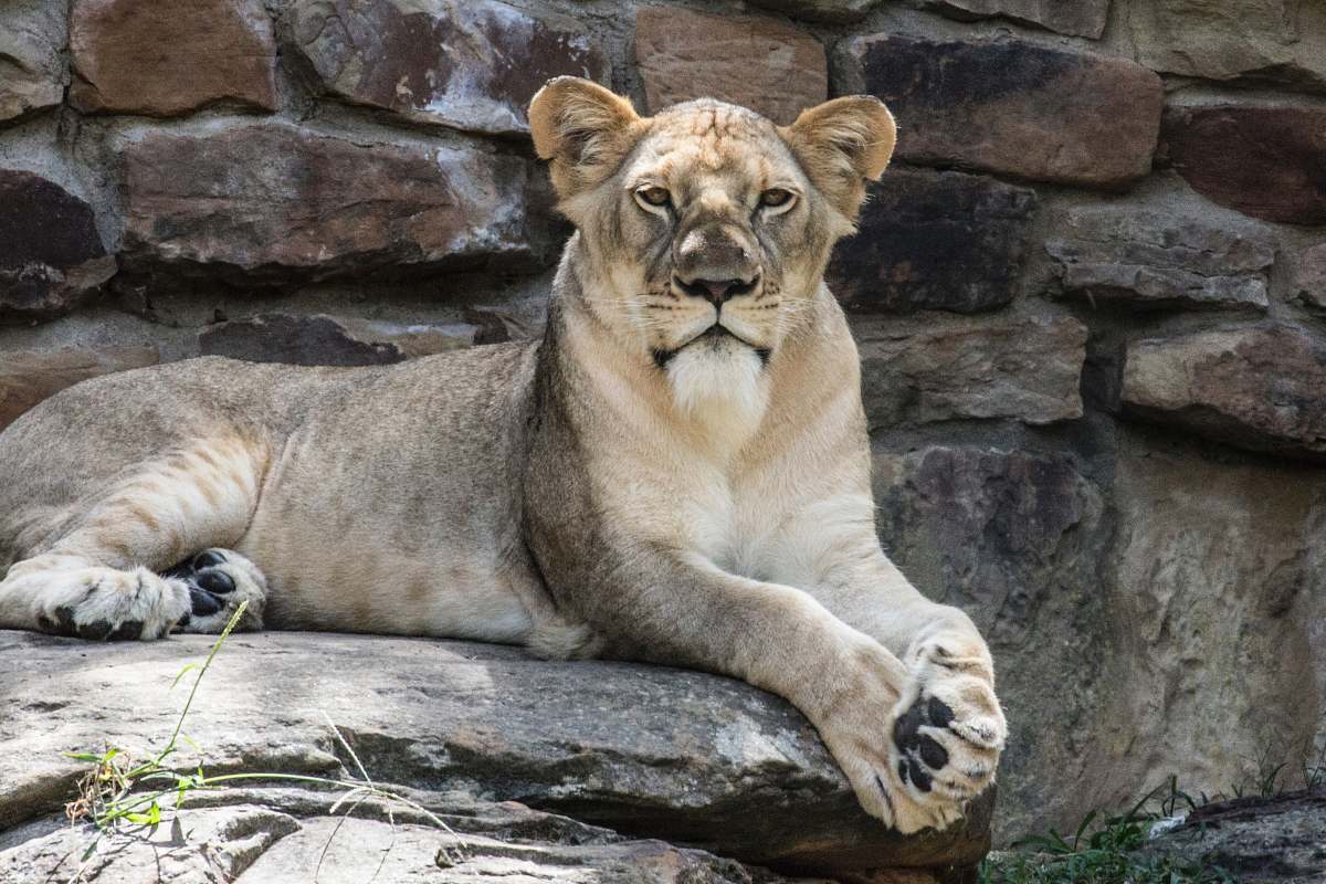 wildlife lion laying on gray stone zoo