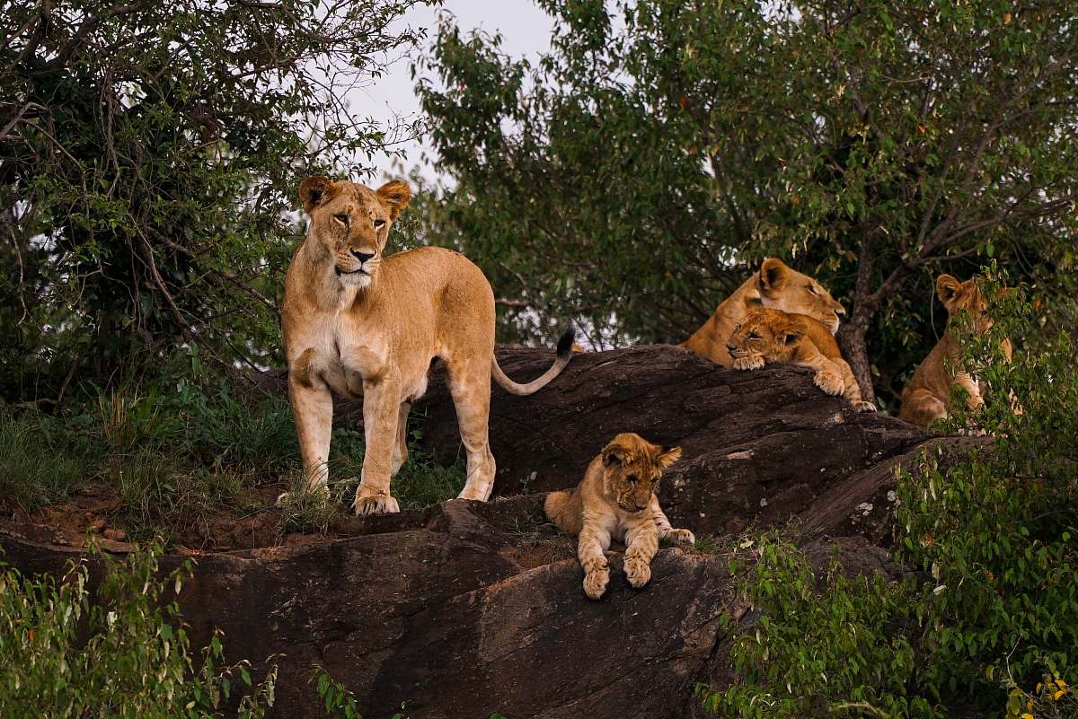 wildlife lion, lioness, and cub mammal