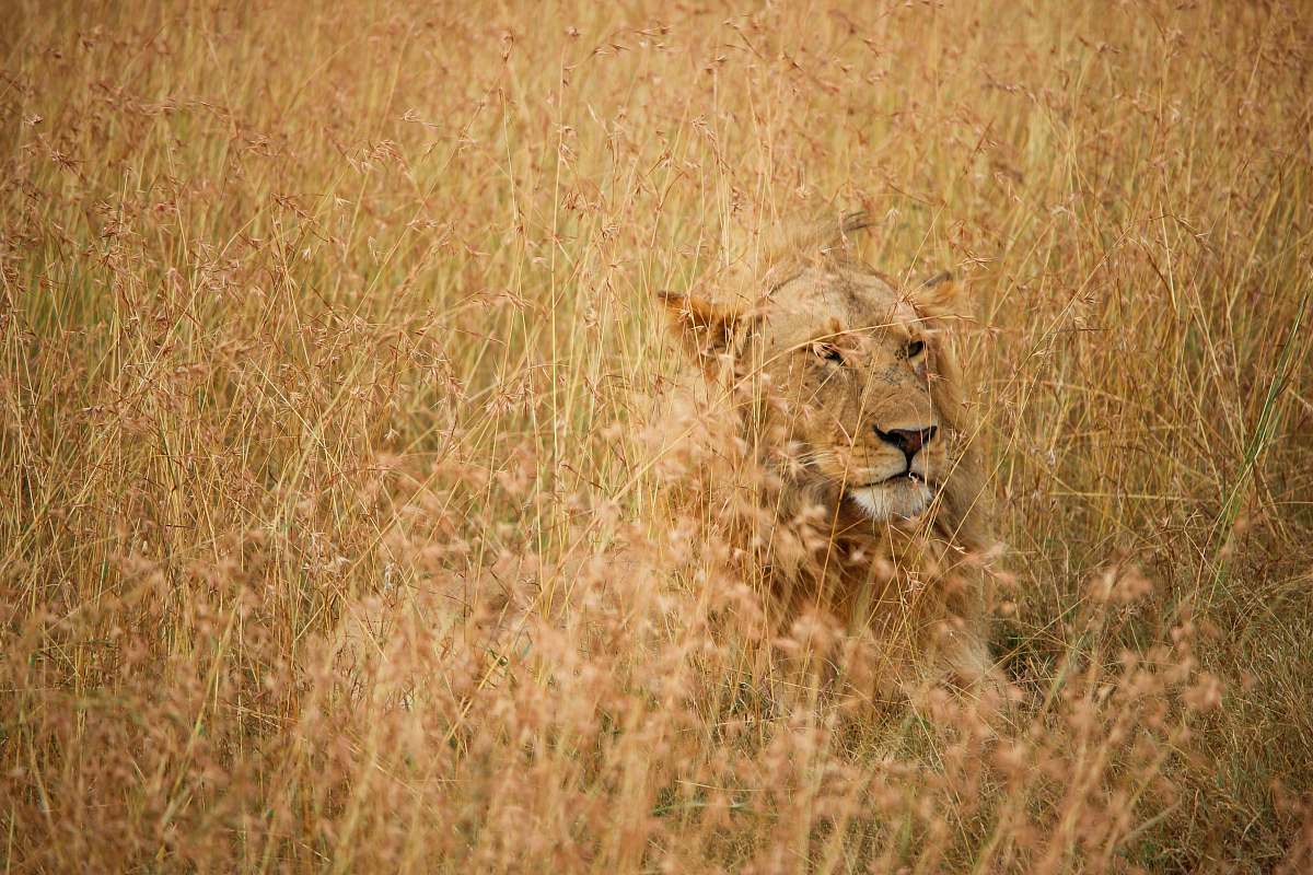 lion lion on brown grass field during daytime savanna