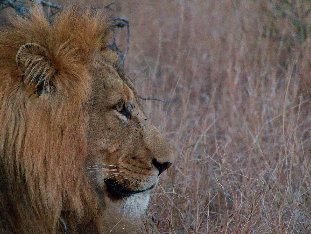 lion lion on grass field canine