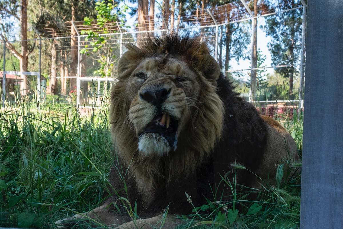 mammal lion photograph wildlife