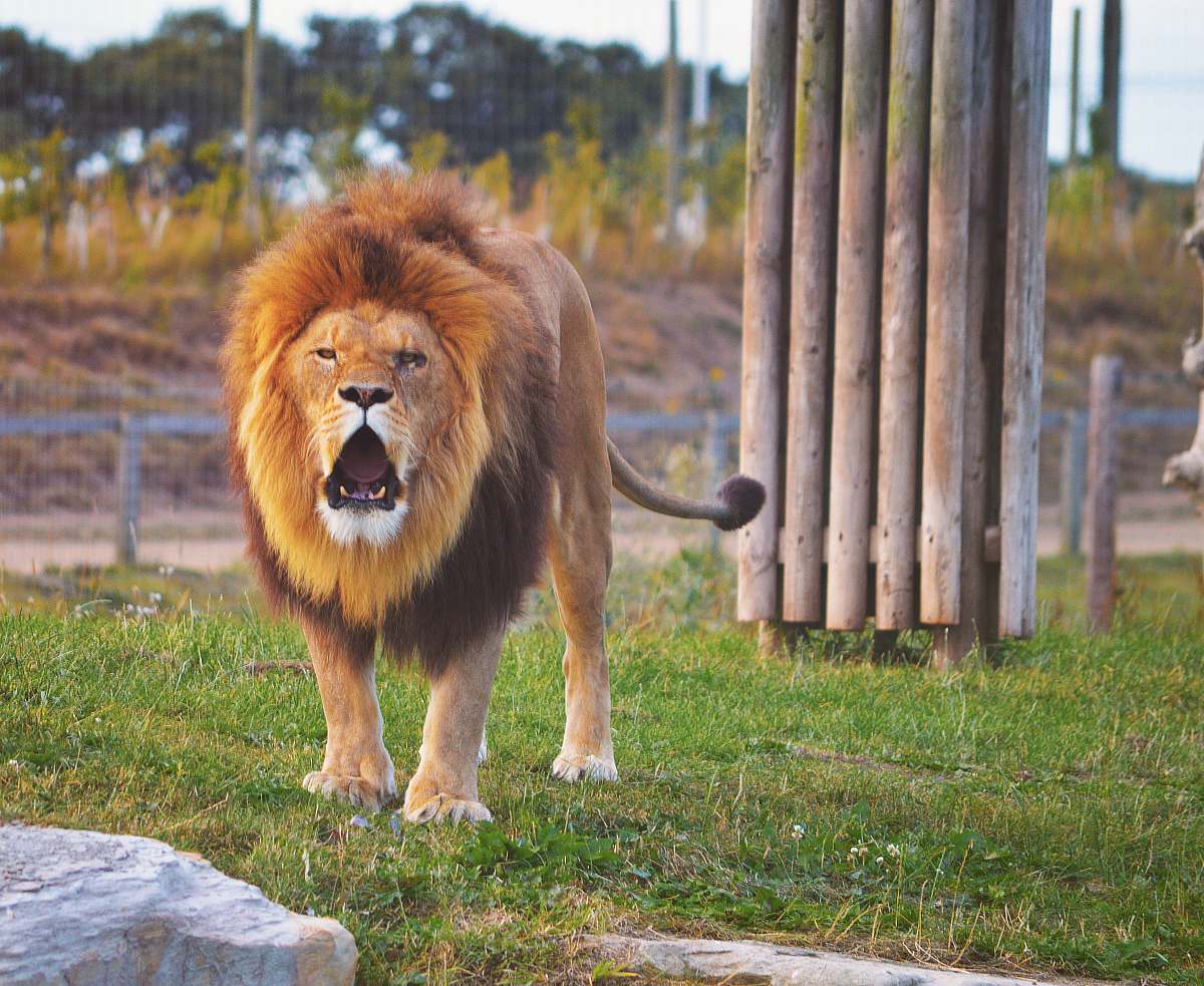mammal lion standing on grass field canine