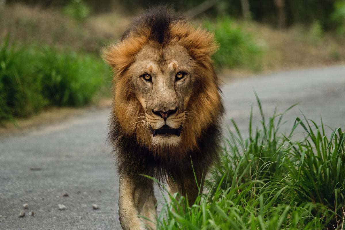 wildlife lion walking on road lion
