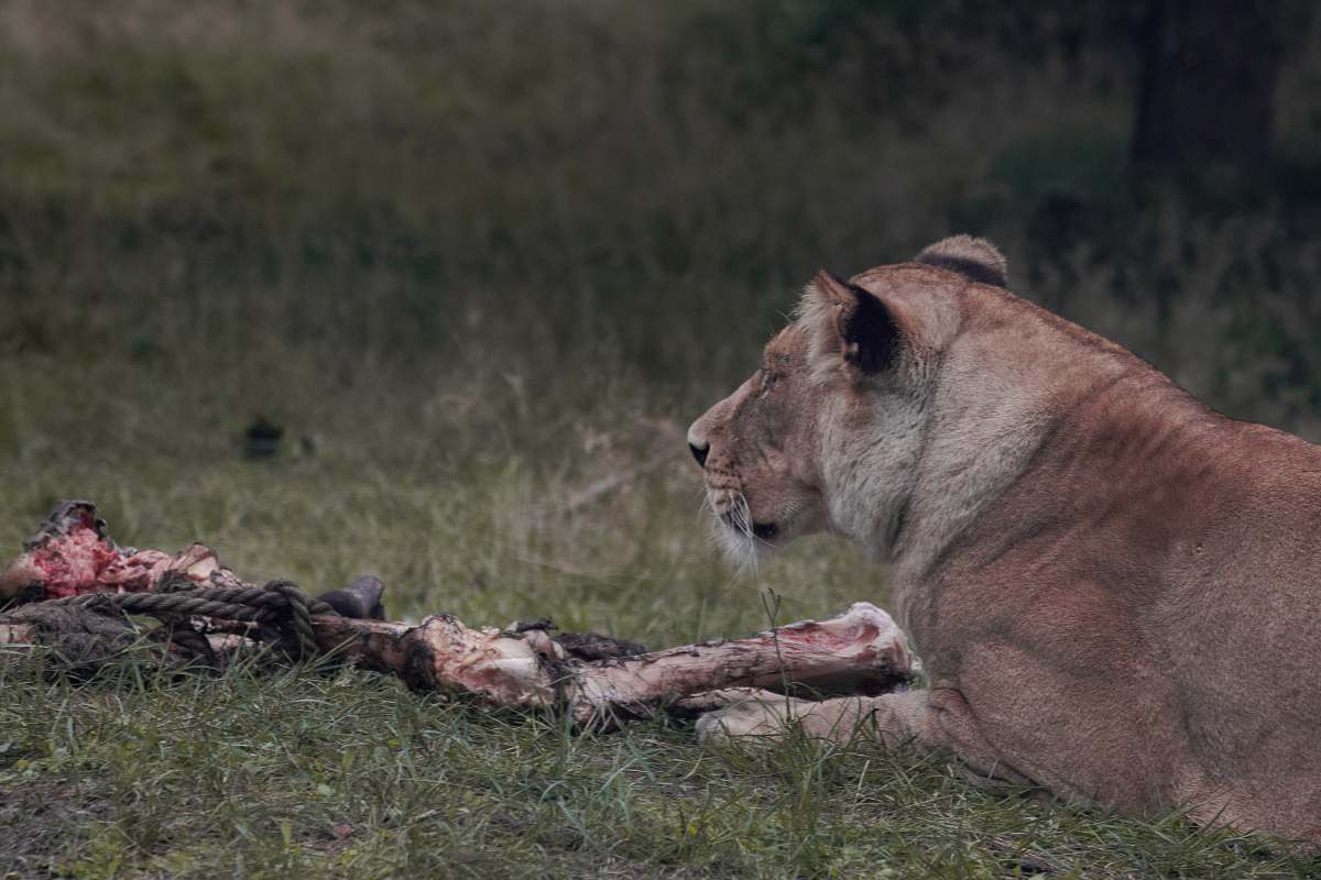 mammal lioness beside flesh lion