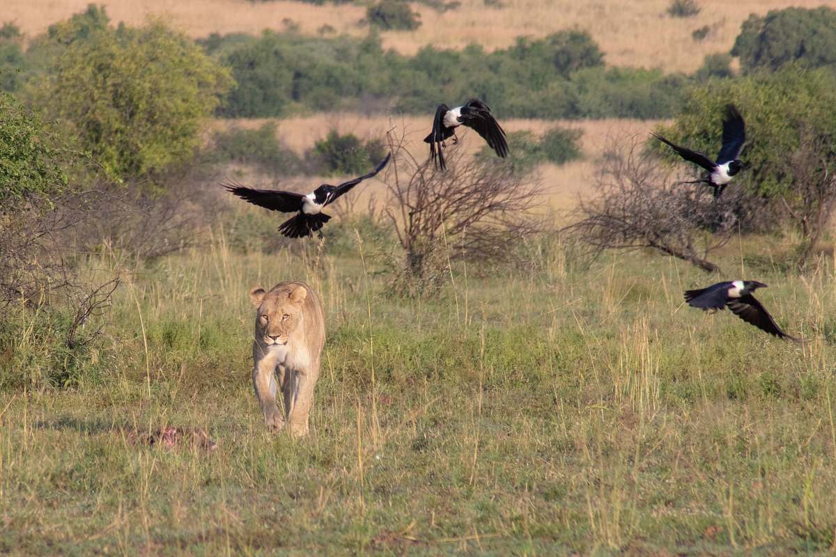 bird lioness on green field and four black and white birds flying vulture