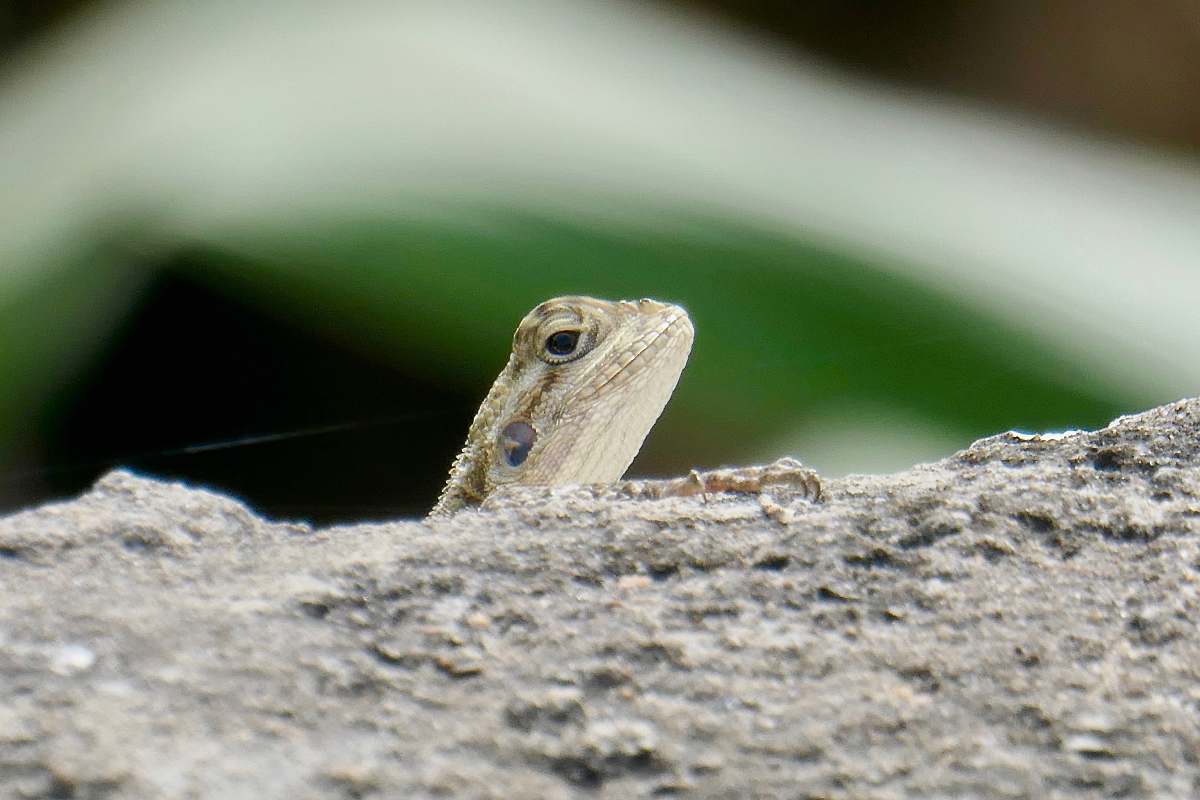 lizard lizard on gray rock\ iguana