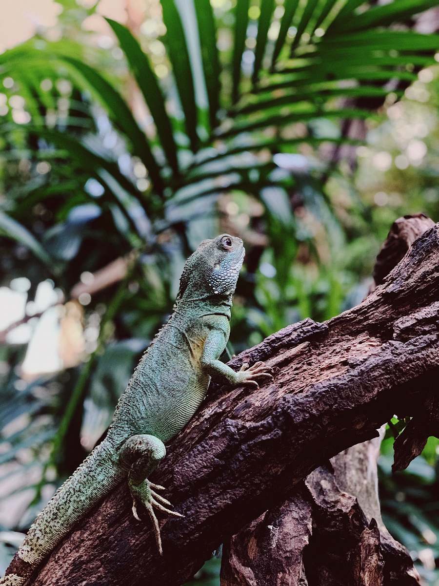 lizard lizard on tree branch reptile