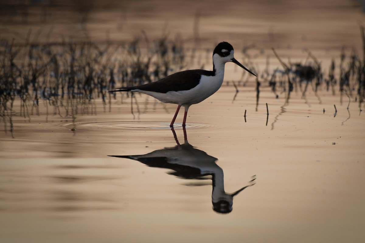 bird long beak bird on body of water nature
