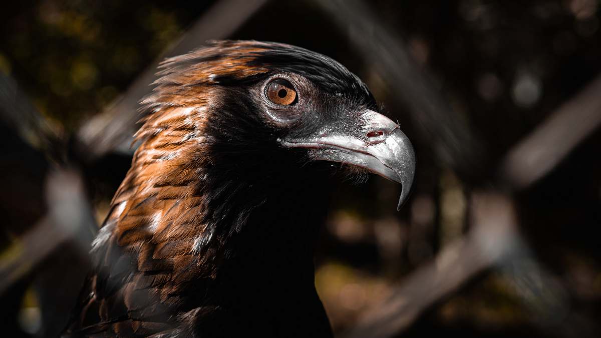 bird long-beaked brown bird vulture