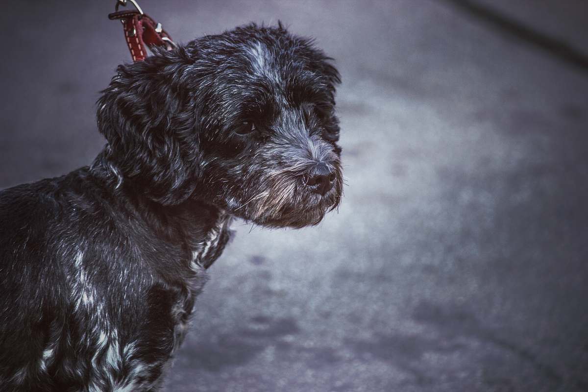 dog long-coated black and white dog pet