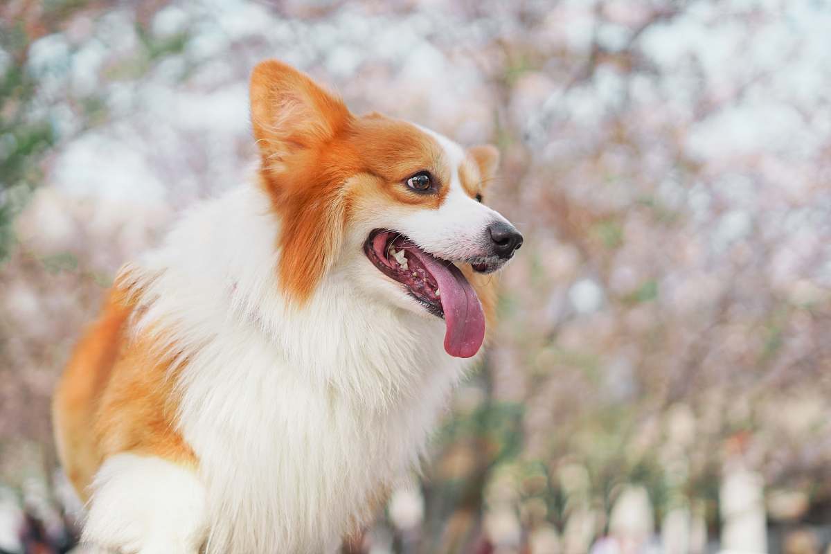 dog long-coated white and brown dog pet