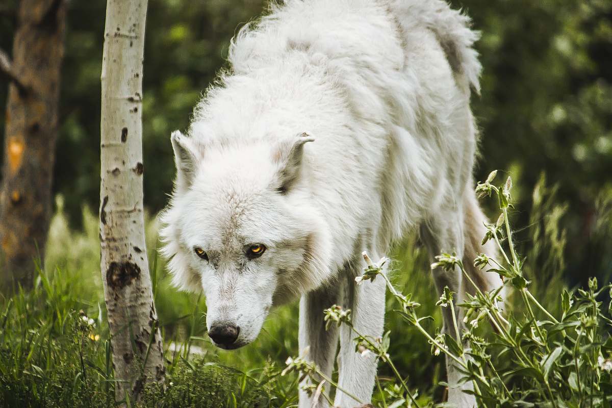 dog long-coated white dog canine