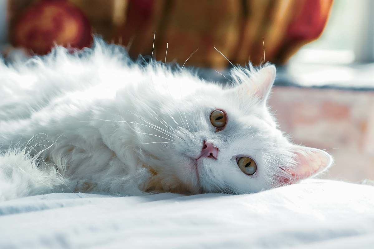 cat long-fur white cat lying on white textile close-up photography angora