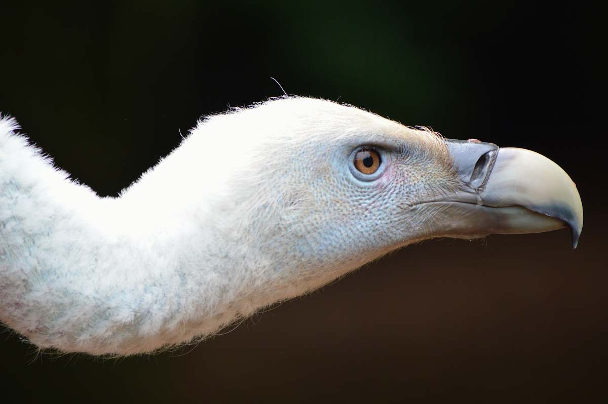 bird long neck bird vulture