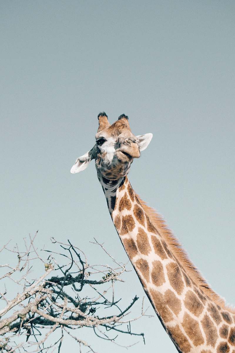 wildlife low-angle photo of giraffe giraffe