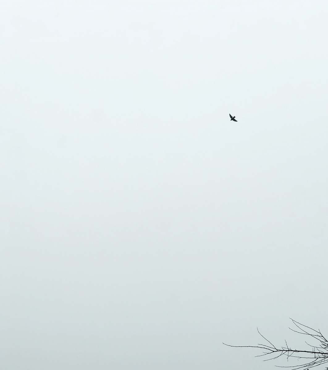 white low angle photography of black bird flying
