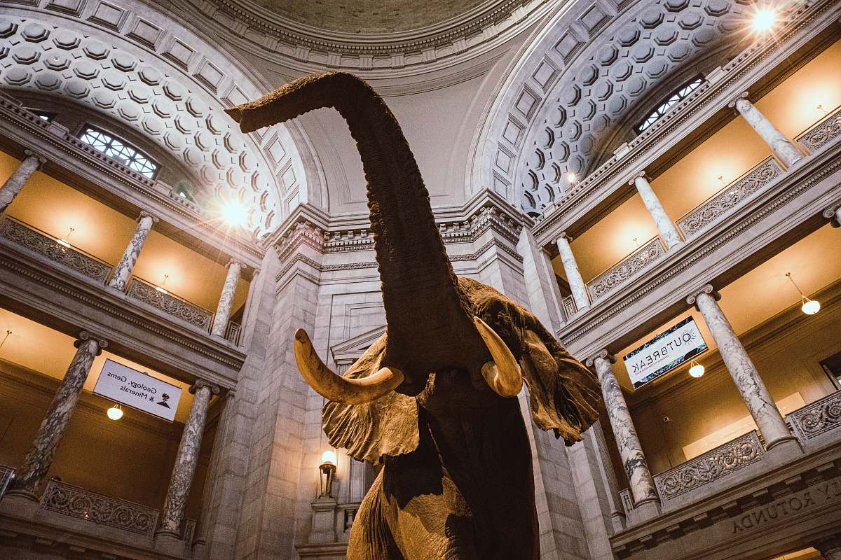 reptile low-angle photography of elephant statue inside building dinosaur