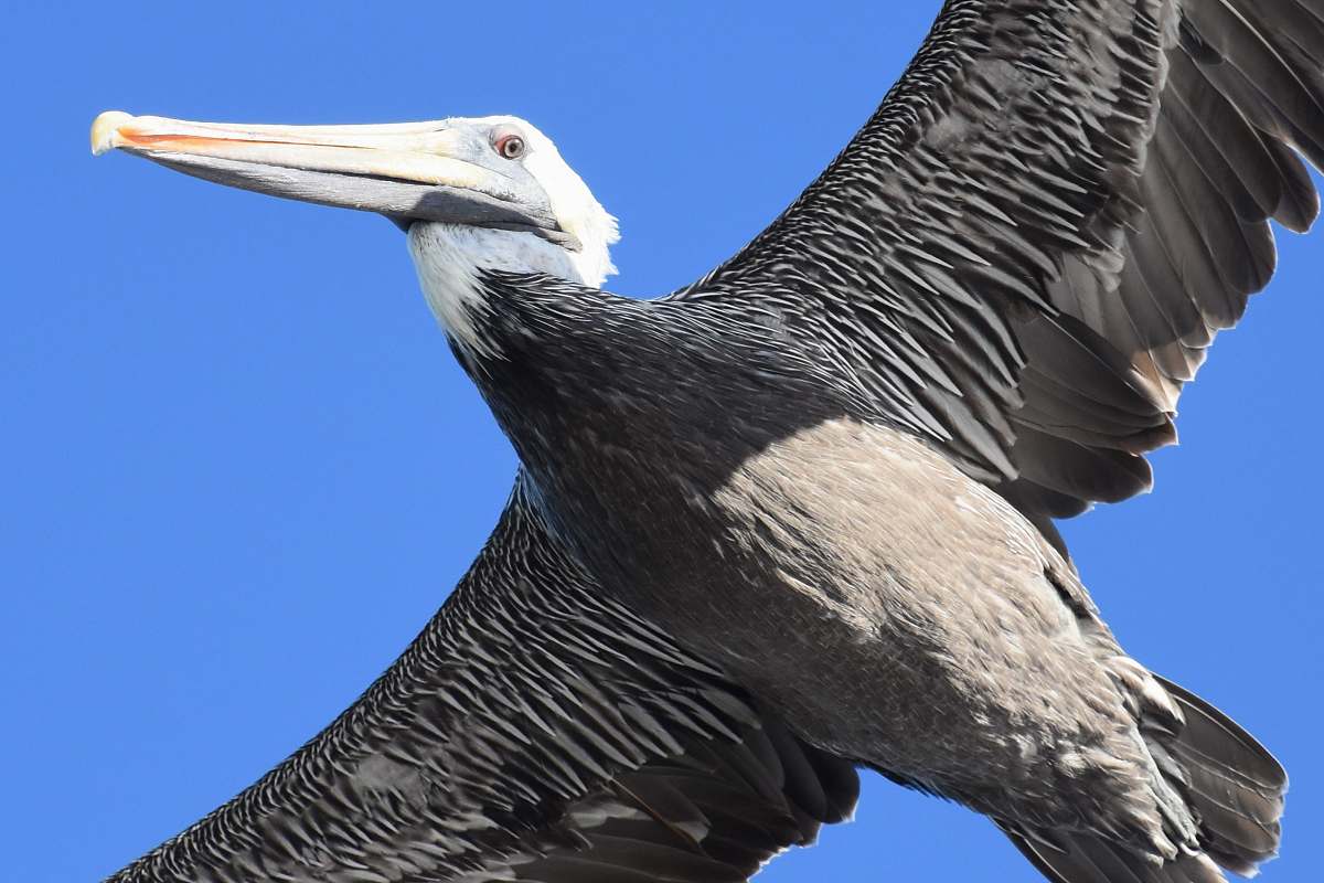 bird low angle photography of flying pelican beak