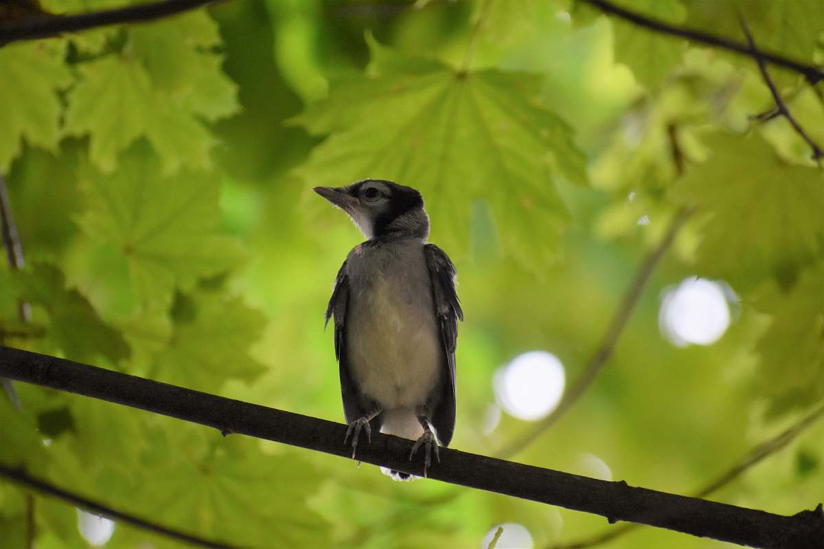 bird low-angle photography of gray bird jay