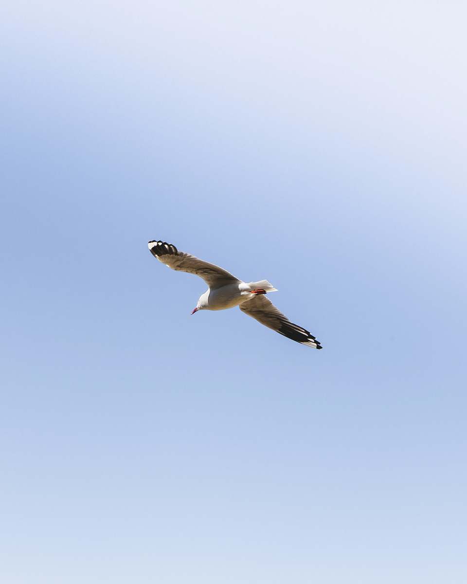 bird low angle view of seagull flies flying