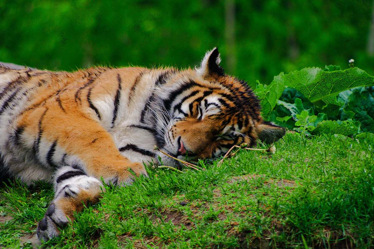 mammal lying brown and black tiger on green grass tiger