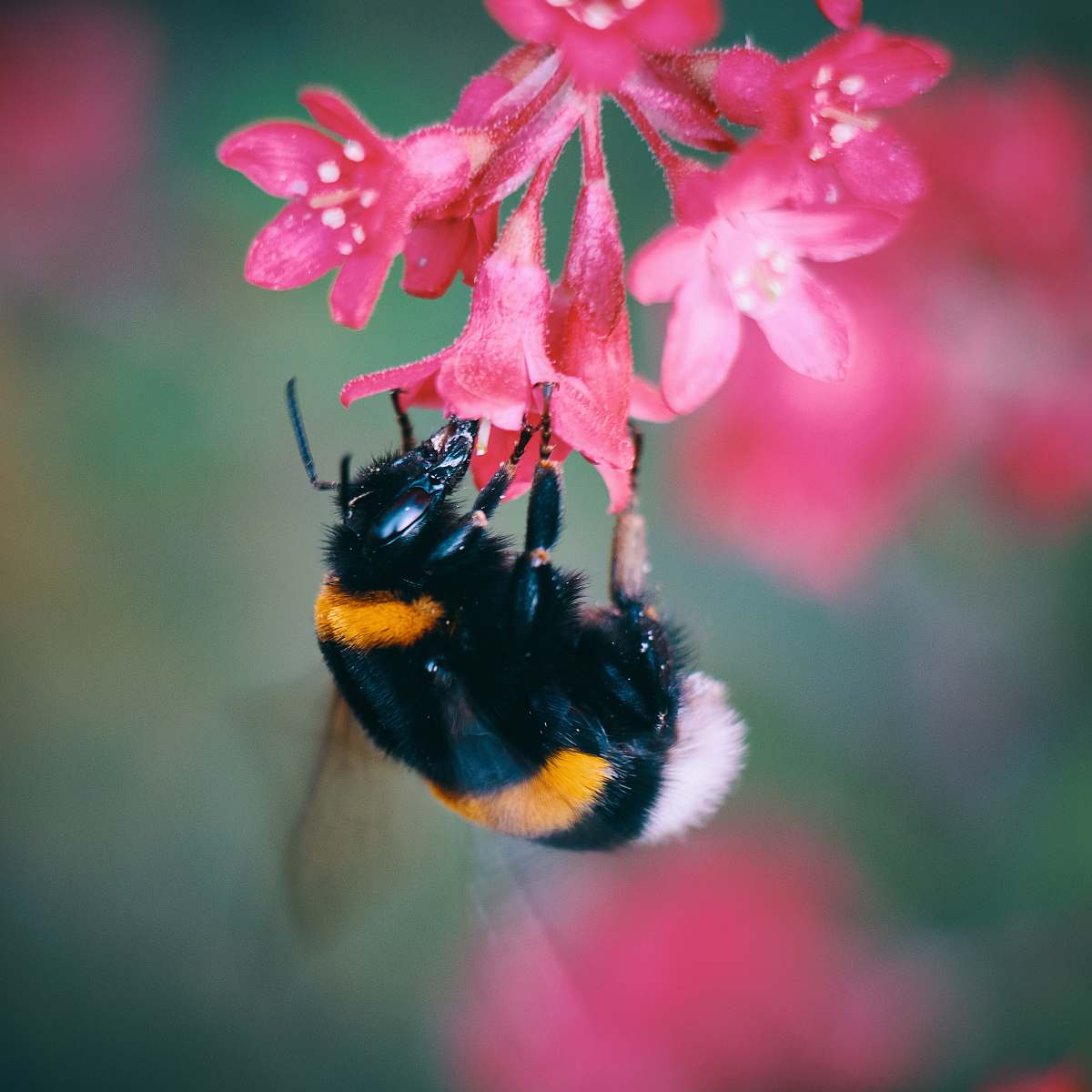 bee macro photo of bee sipping flower's nectar insect