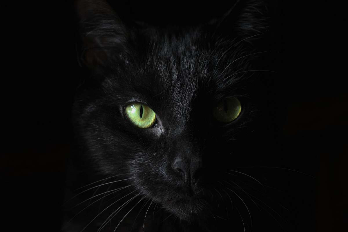 cat macro photography of black cat black
