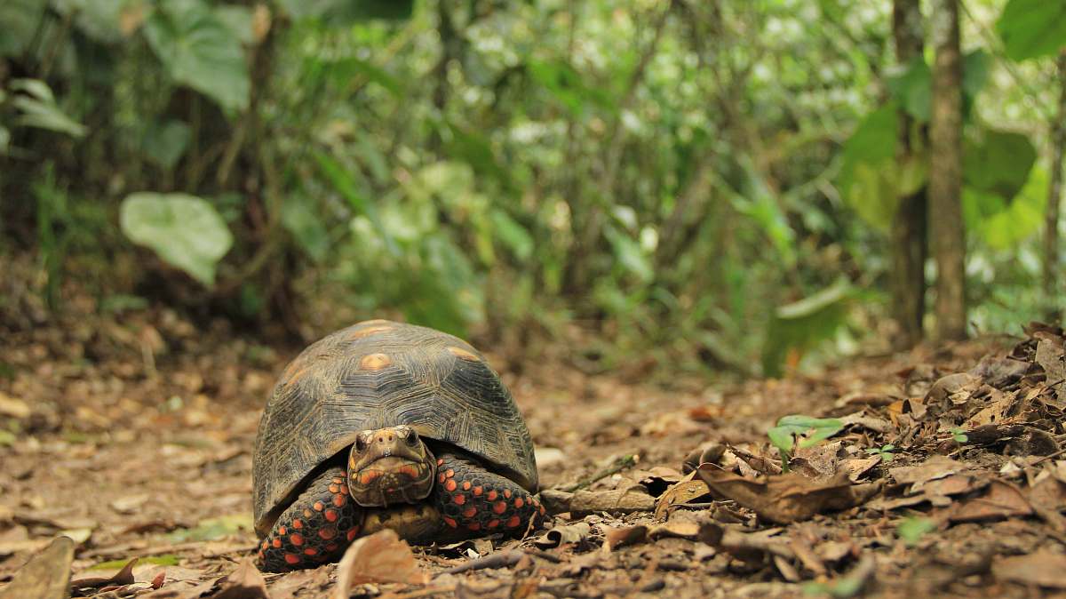 reptile macro photography of brown and red turtle on sand sea life