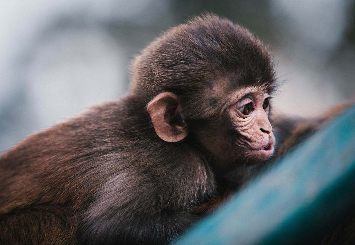 wildlife macro photography of brown monkey monkey