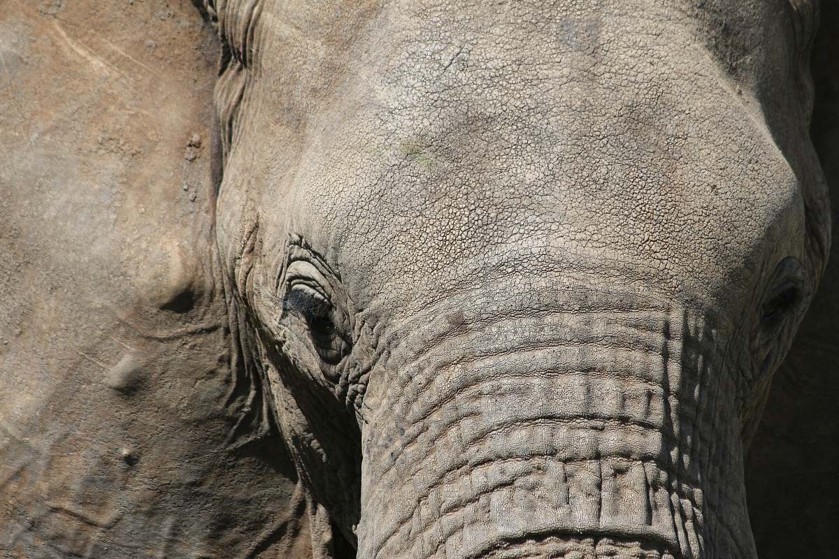 elephant macro photography of elephant mammal