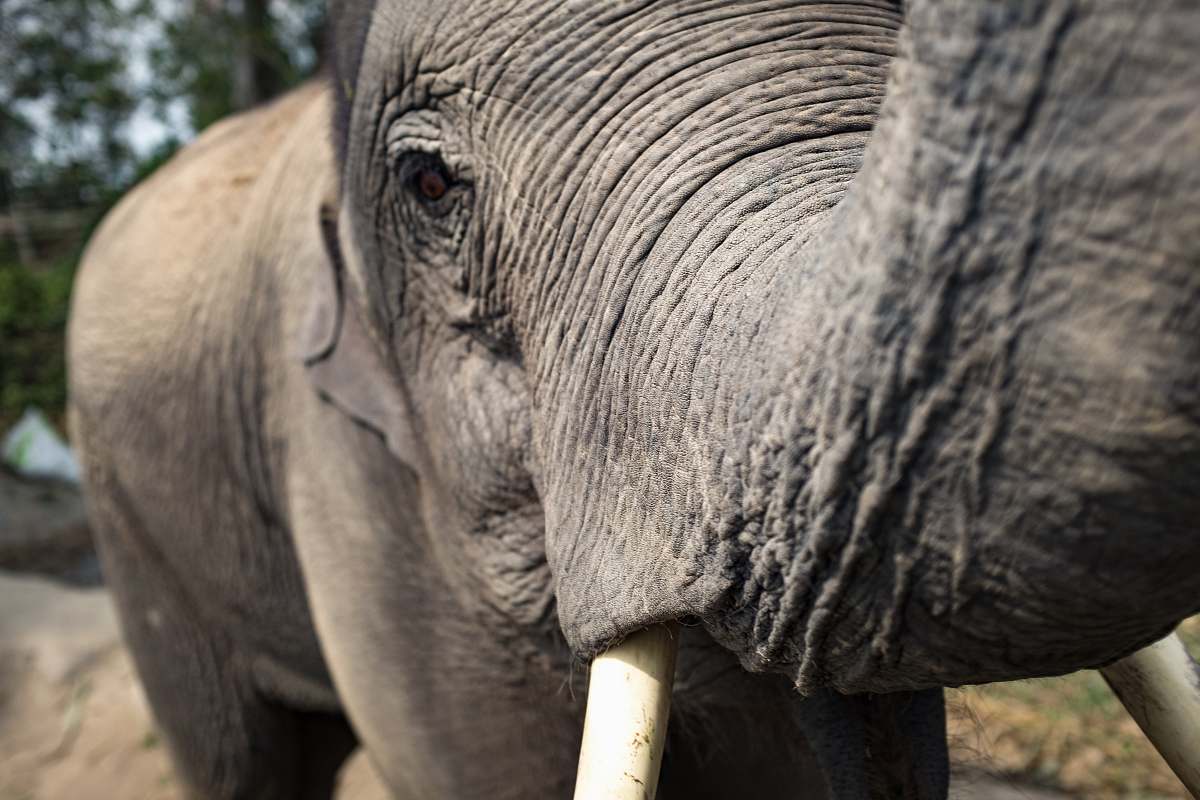 elephant macro photography of elephant face mammal