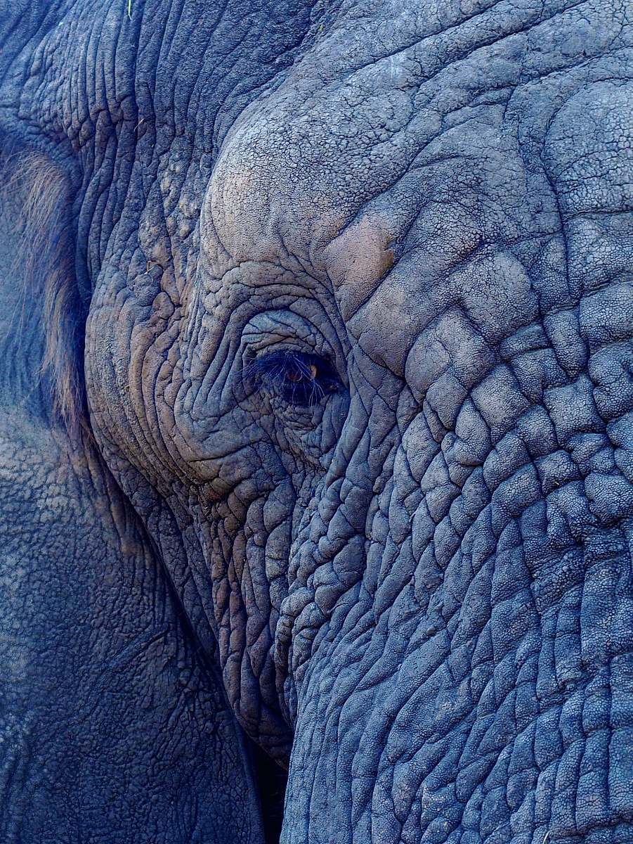 wildlife macro photography of elephant's face elephant