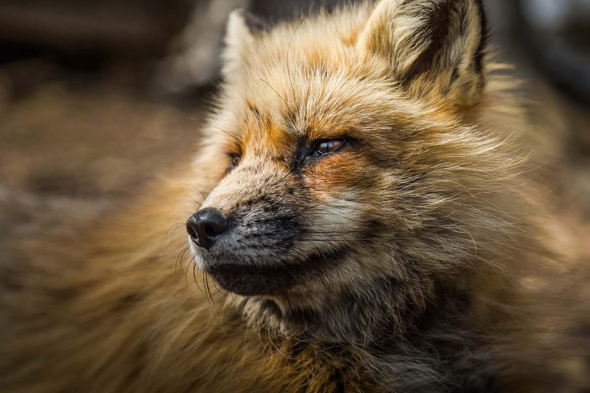 fox macro photography of fox wildlife