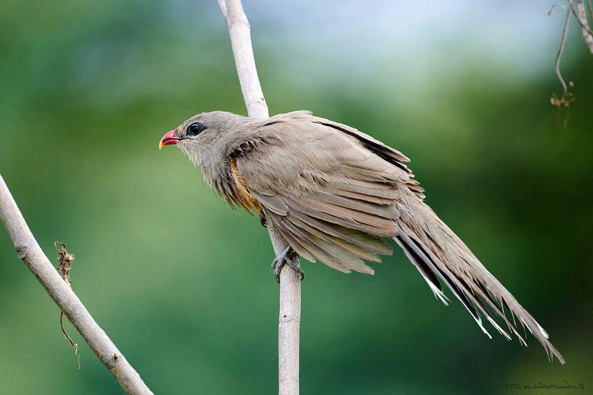 bird macro photography of gray sparrow bird on twig anthus