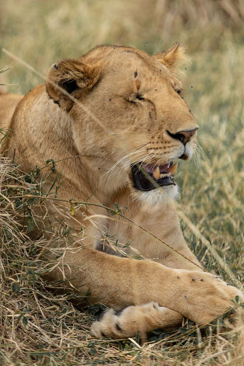 mammal macro photography of lioness lion