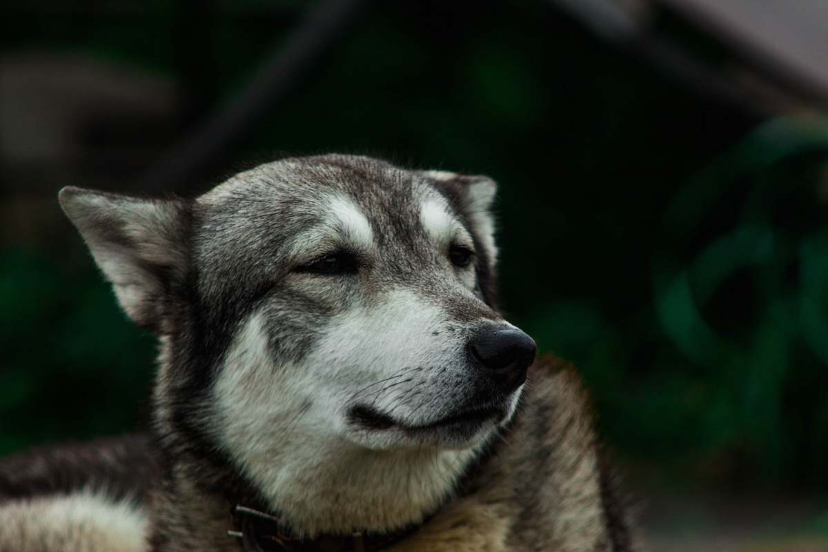 dog macro photography of short-coated white and gray dog canine