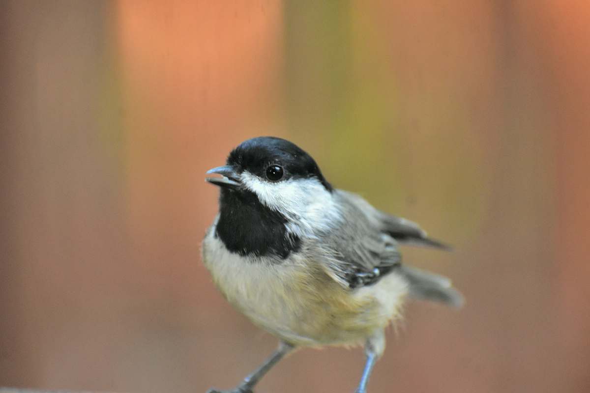 bird macro photography of white and black bird finch