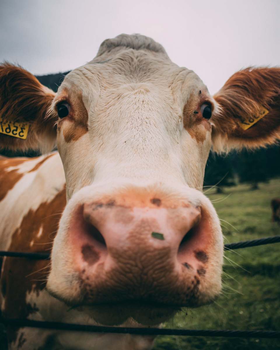 Cattle Macro Photography Of White And Brown Cattle Cow Image Free Photo